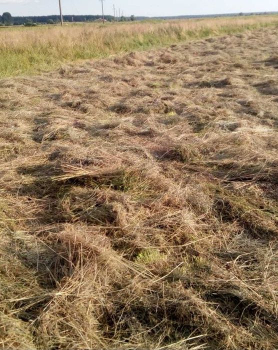 Сіно в тюках 2024р В НАЯВНОСТІ Велика кількість