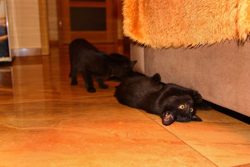 Oddam młode koty w dobre ręce