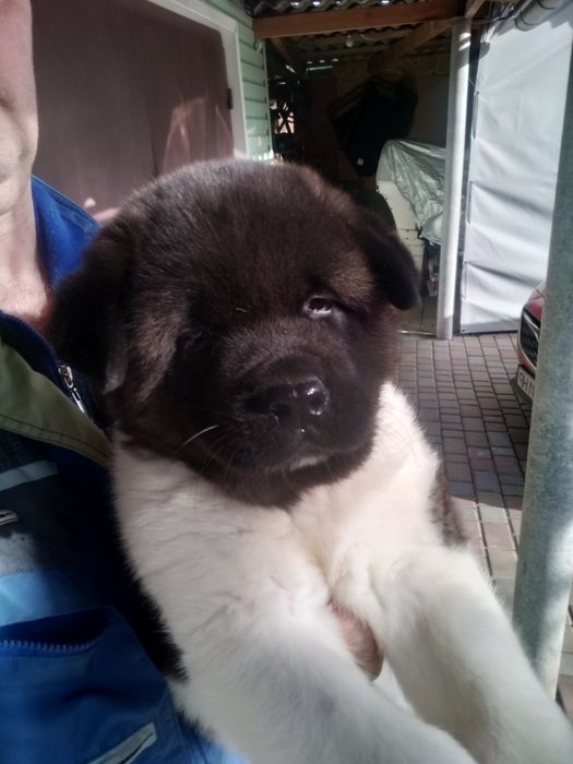 Шикарні Акіти Американські