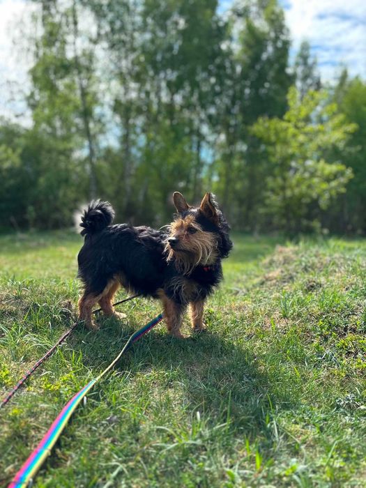 Szorstkowłosy, bystry i żywiołowy terrier Ron