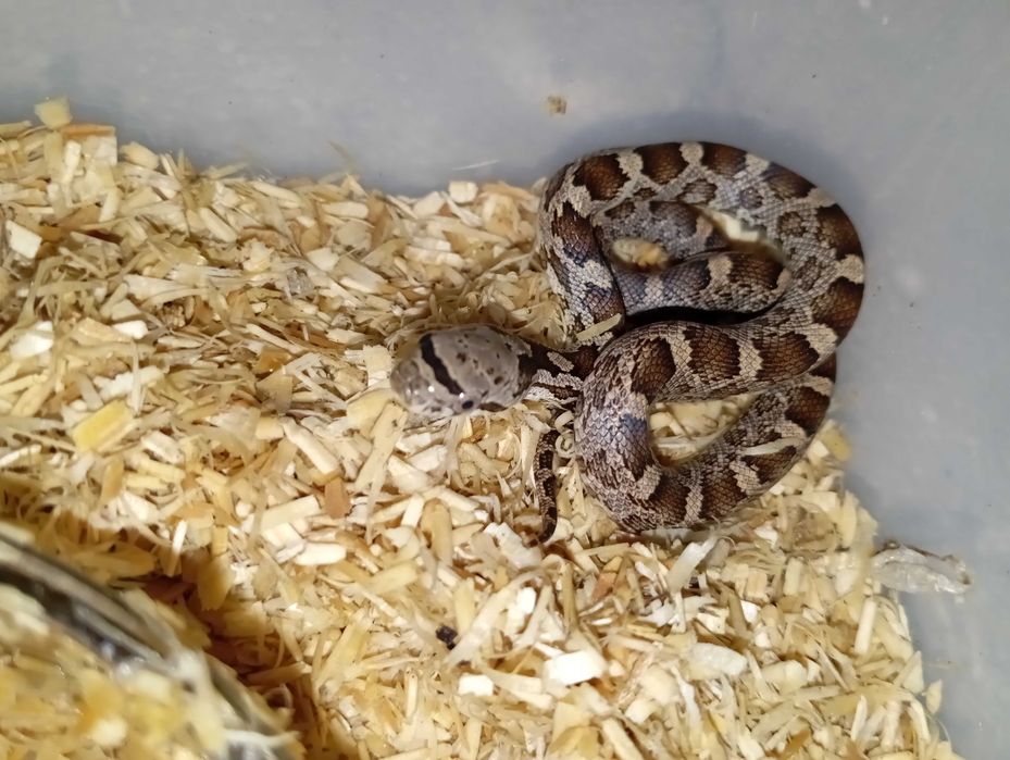 Pantherophis obsoletus PARA