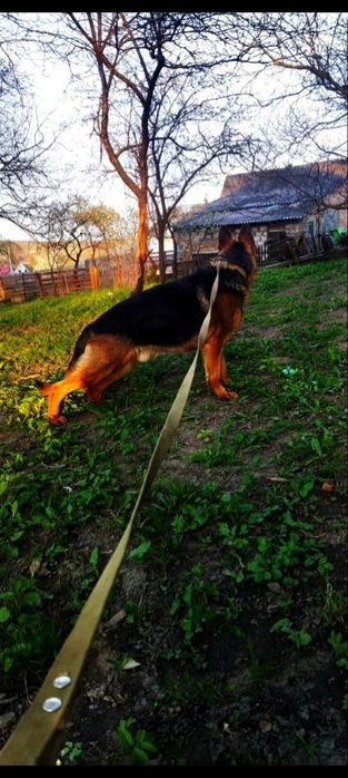 Німецька вівчарка