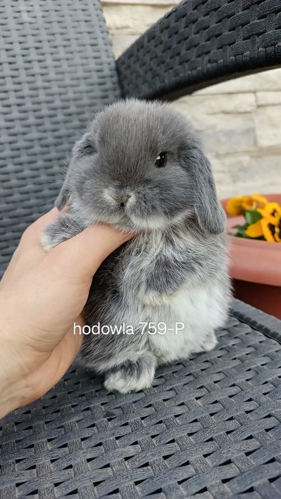 Mini lop króliki karzełek miniaturka baranek hodowla