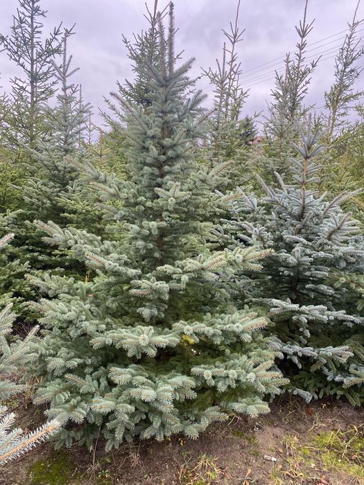 Świerk zielony, srebrny