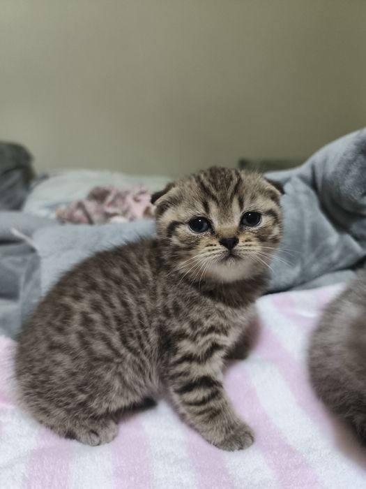 Gatinha scottish fold
