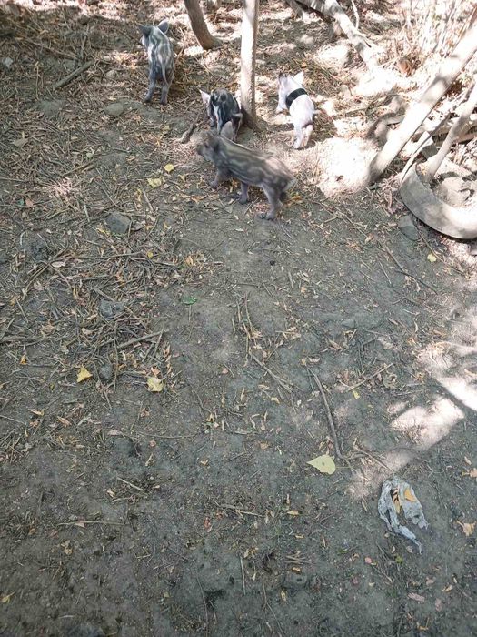 Венгерска мангалица свиня з 15 жовтня