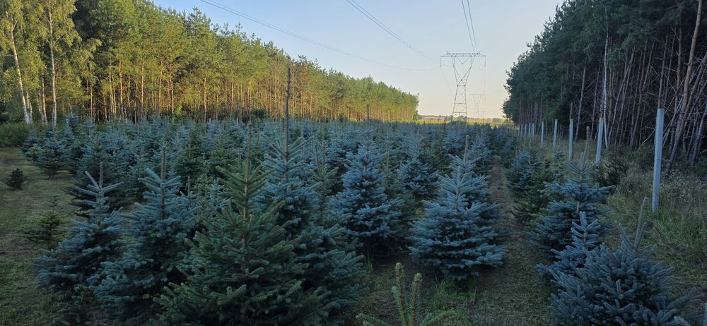 Świerk srebrny gęsty cięty lub z korzeniem od1,5m do 3m  plantacja