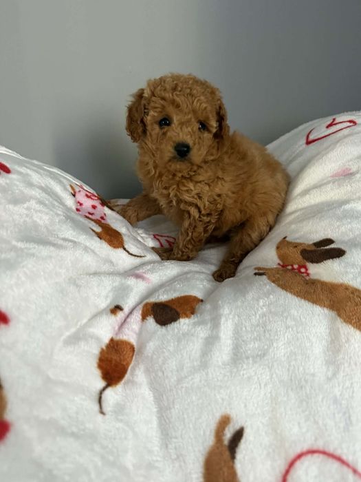 Maltipoo samiec piękny