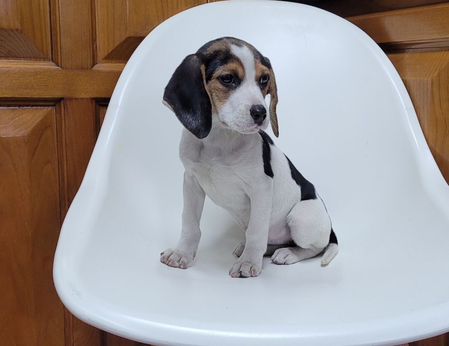 Femea beagle bebé