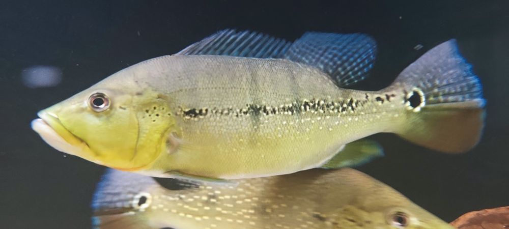 Cichla xingu 2szt