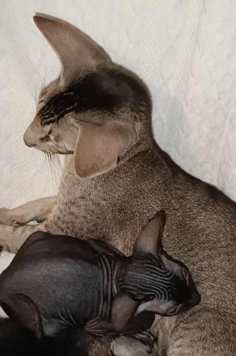 Петерболд. Петербургский свинкс (ориентальный).