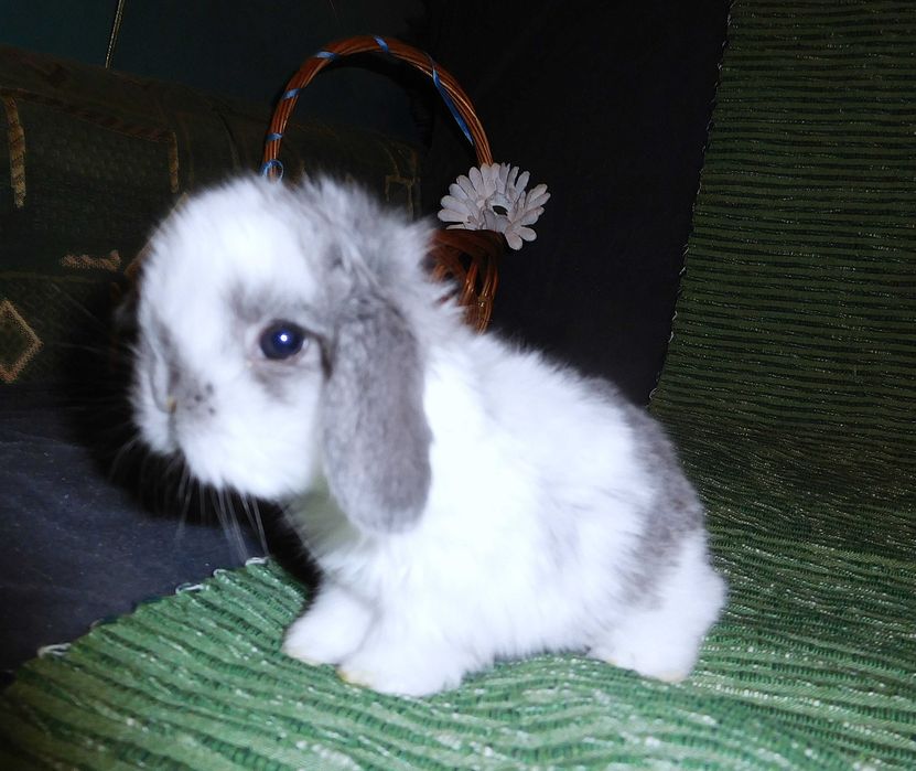 Śliczne króliczki Mini Lop
