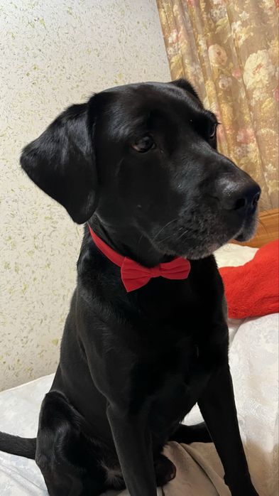 В'язка. ЛАБРАДОР шукає подругу для створення ідеальних цуциків