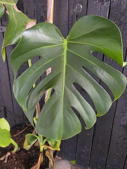Monstera Deliciosa - Costela de Adão