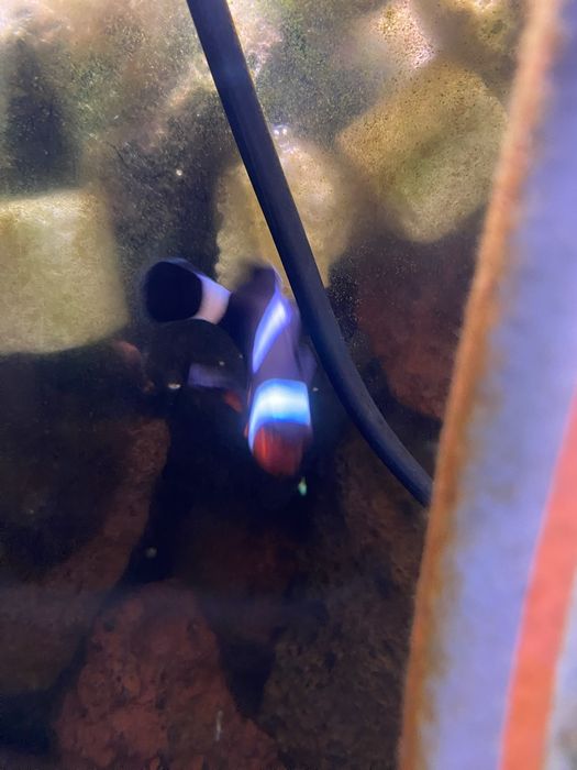peixe palhaço jovem