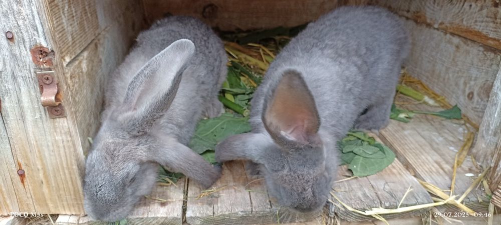 Кролі на розплід