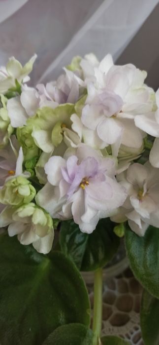 Набір діток фіалок- 1