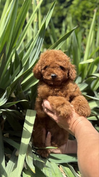 Дітлохи пуделькі червоні