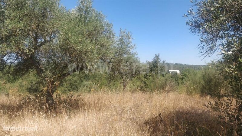 Terreno Rústico / Fundão, Capinha