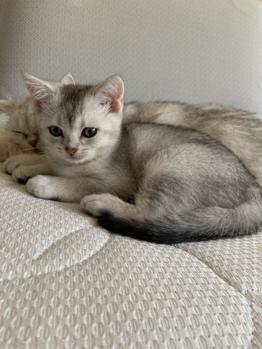 Кошеня шиншила срібна британець