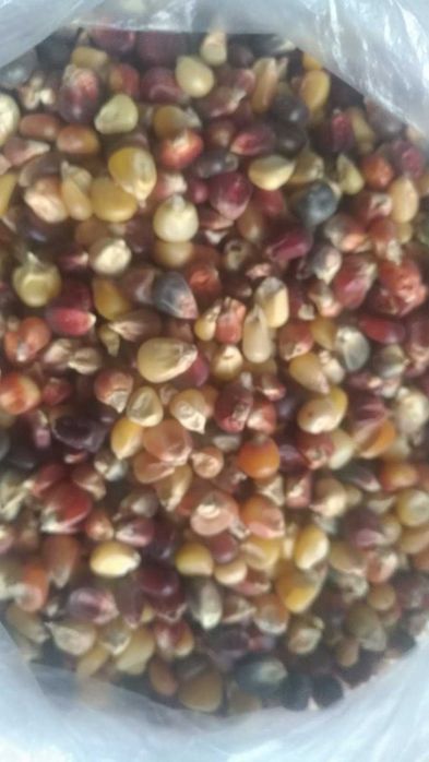 Свіже, якісне насіння овочів, пряних, квітів на вагу,  опт, роздріб.