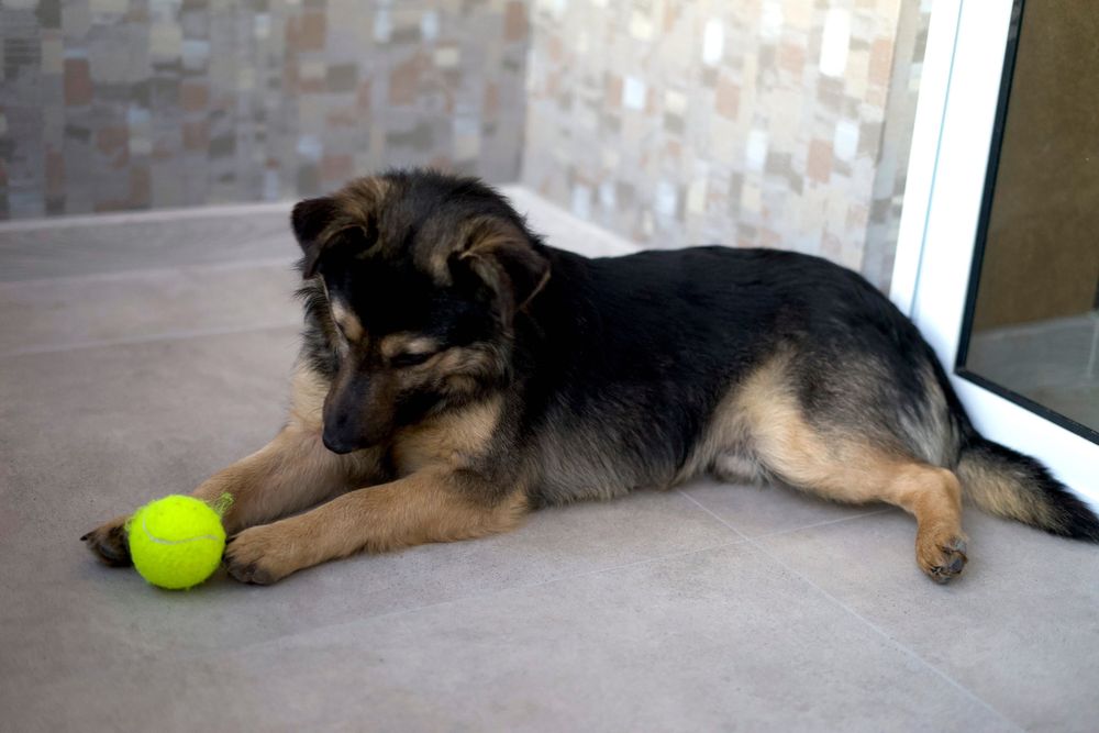 Песик Максік шукає люблячу родину (1 рік, кастрований, перша вакцина)