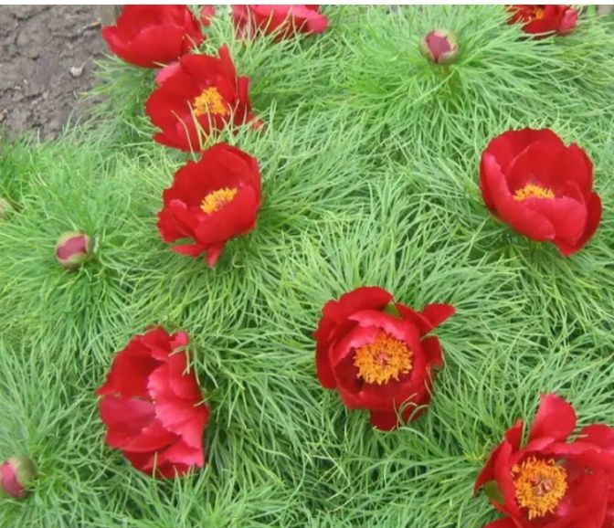 Продам воронець.