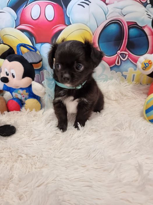 Chihuahua Macho de pêlo comprido c Pedigree e afixo