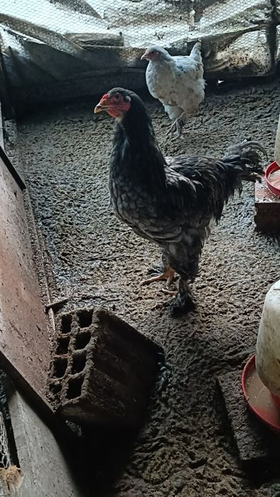 Galos Brahma Várias Mutações