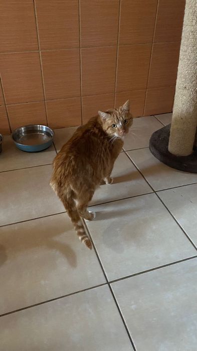 Kocurek około pięć lat