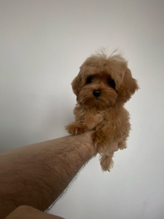 Мальтіпу ф1 від батьків Корея і Китай