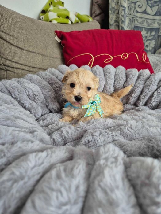 Śliczna Maltipoo suczka z metryką