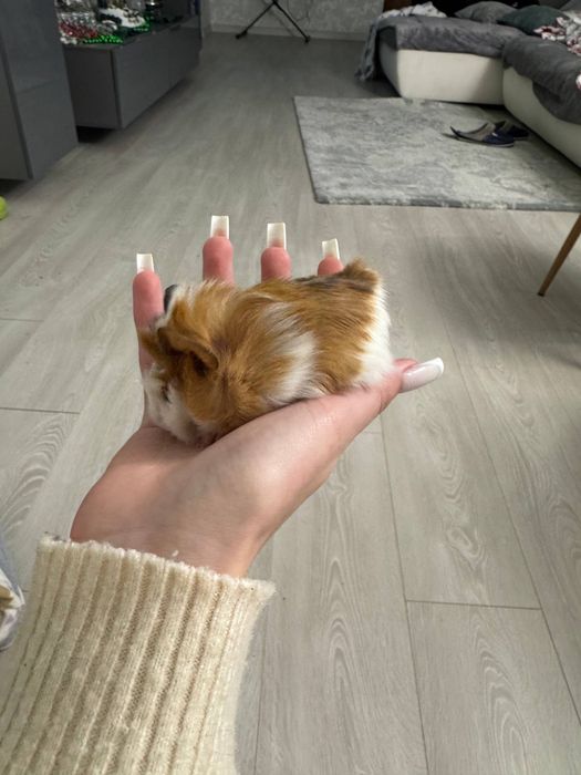 Морські свинки..