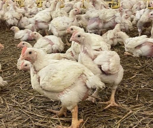 Бройлер кілограмовий доставка БЕЗКОШТОВНА Волинська область