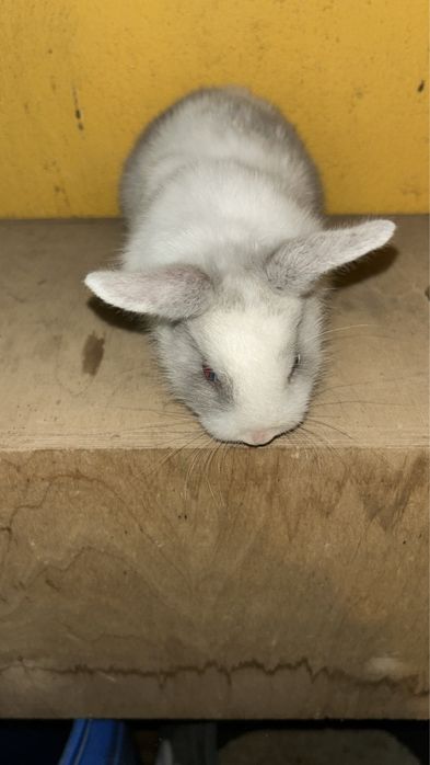 Coelhos anões bebes e adultos