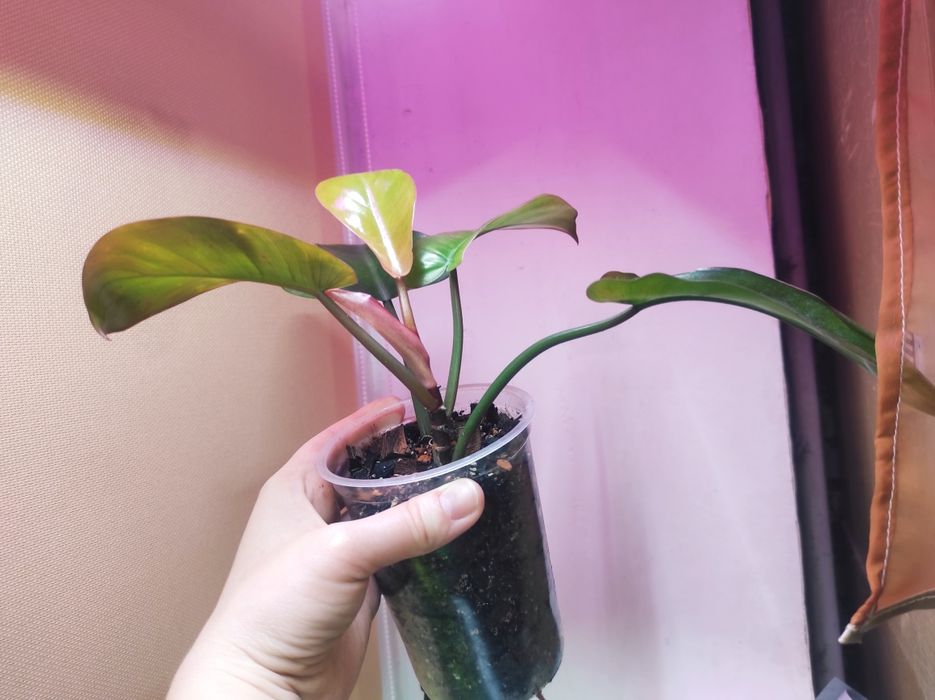 Philodendron Florida beauty alba, Florida Bronz