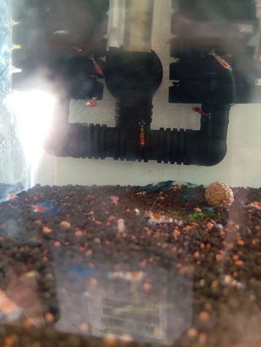 Caridinas Crystal Red