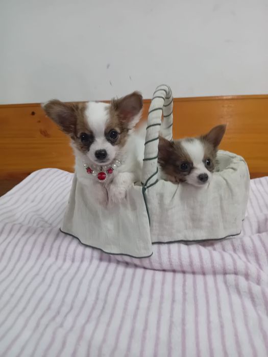 Chihuahua Pelo Longo