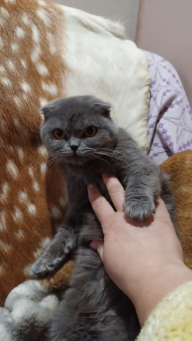 Продам вислоухую кошечку 7 месяцев