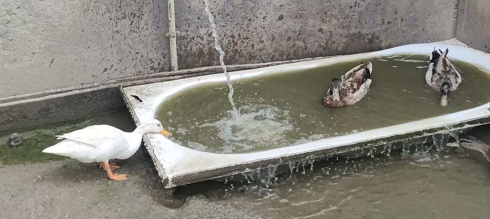 Vendo patos reais.