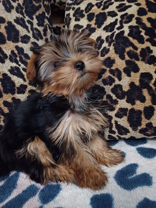 Малюки йоркширского терьера