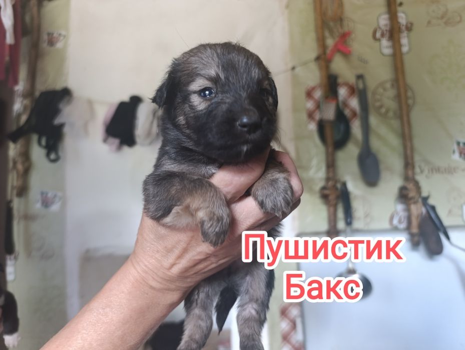 Щенки в хорошие руки .Срочно. Не проходите мимо.
