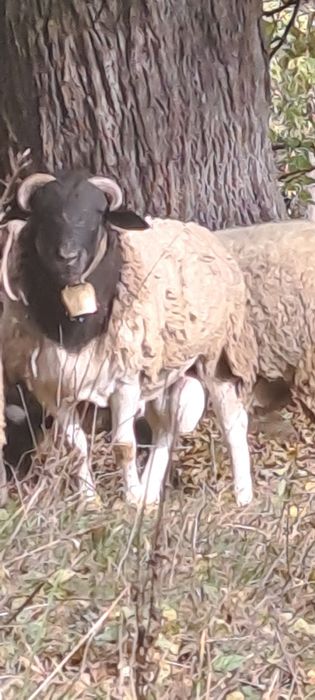 Продам барана дорпер