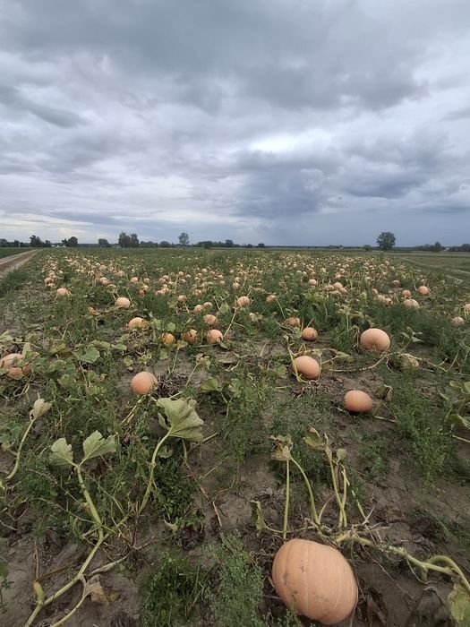 Dynia Otylia możliwość obrania