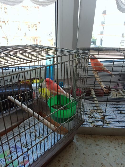 Kanarki na sprzedaż