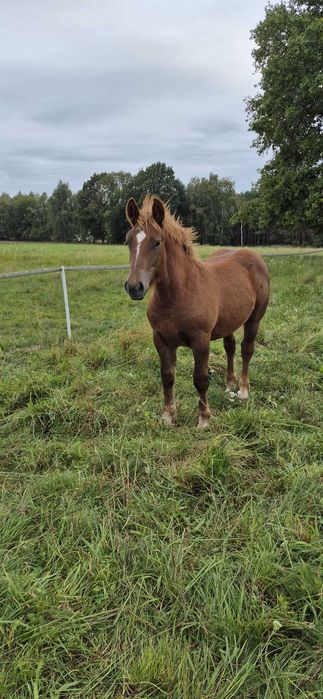 Ogierka rasy polski koń zimnokrwisty