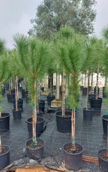 Lote 10 pinheiros mansos 1.60/1.80