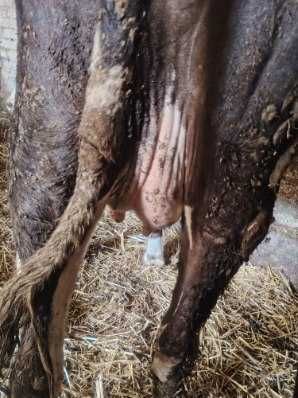 Sprzedam jałówkę cielną