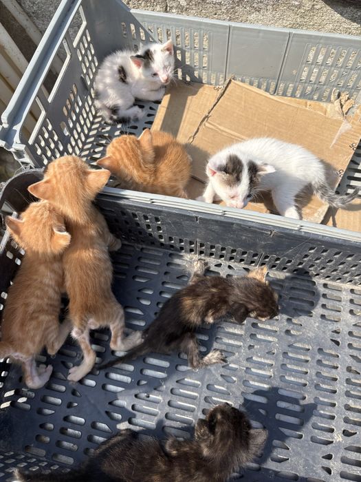 Gatinhos para doação responsavel