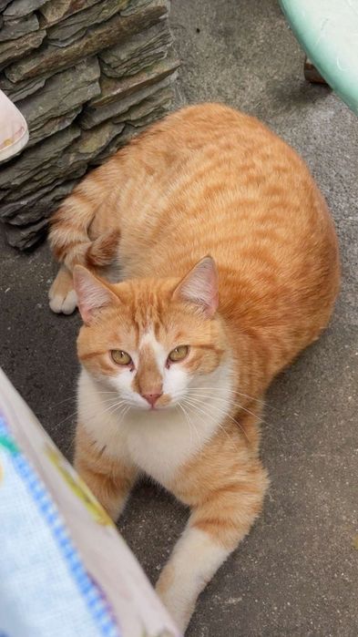 Gatinho para adoção